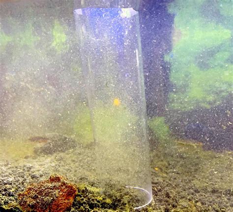 5 Steps To Siphon Aquarium And Clean Water Properly Fishio Net