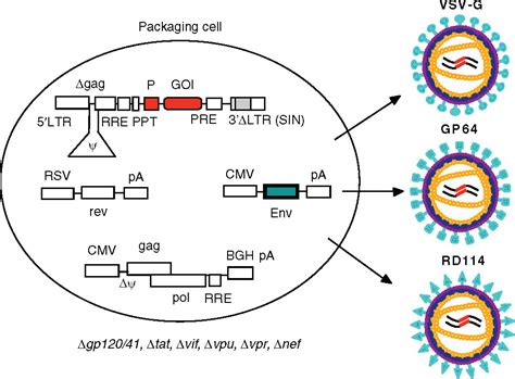 Recent Advances In Lentiviral Vector Development And Applications