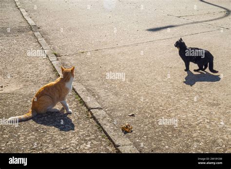 Two Stray Cats Stock Photo Alamy