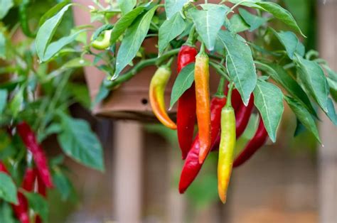 How To Grow Chilli Peppers Grow Your Own Uk