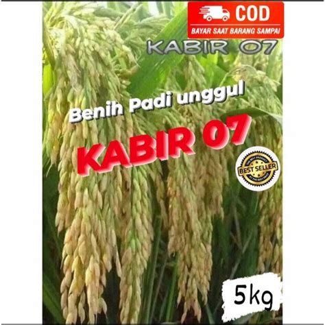 Jual Benih Padi Unggul KABIR 07 Genjah Kemasan 5kg Shopee Indonesia