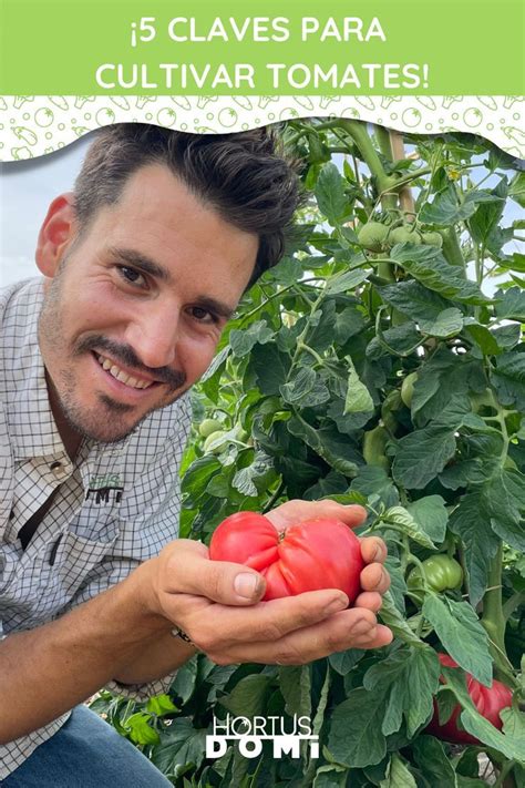 Empieza La Temporada De Las Tomateras Y Voy A Contarte Todos Los Trucos