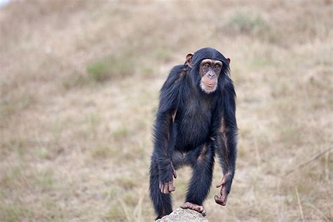 Macacos Amaz Nicos Podem Ter Sido A Origem Do Ltimo Surto De Febre