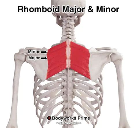 Rhomboid Minor Muscle Anatomy - Bodyworks Prime