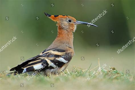 African Hoopoe Upupa Epops Africana Adult Editorial Stock Photo Stock