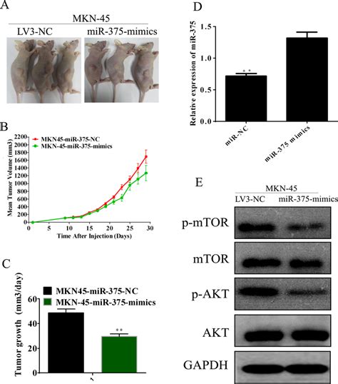 Mir Suppressed The Tumorigenesis In Nude Mice A C Changes In