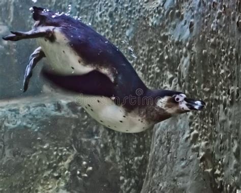 Penguin Dives into the Greenish Water Against the Backdrop of Rocks ...