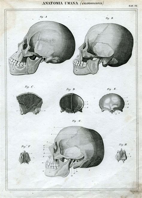 Anatomia Cranioscopia Medicina Incisione Su Rame Stampa Antica