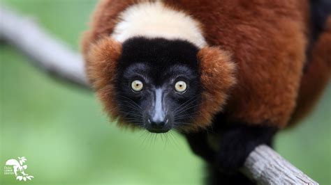 Red Ruffed Lemur - Duke Lemur Center