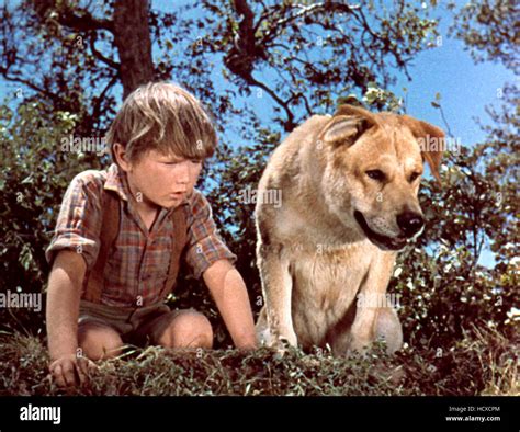 OLD YELLER, Kevin Corcoran, 1957 Stock Photo - Alamy