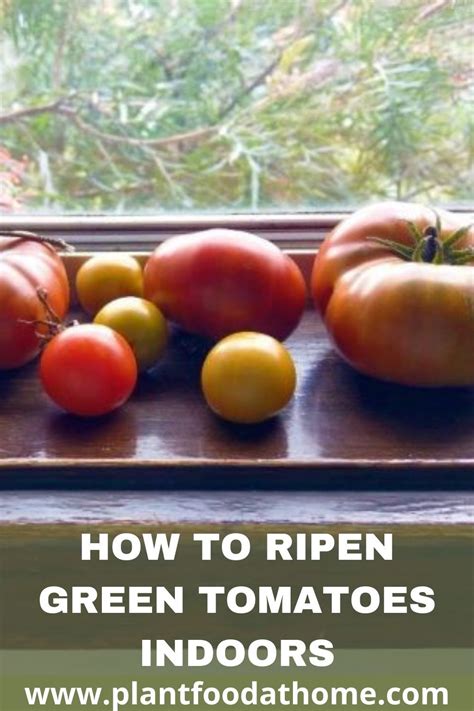 How To Ripen Green Tomatoes Indoors Five Easy Methods That Work