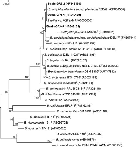 Phylogenetic Tree Based On Nearly Complete 16s Rrna Gene Sequences