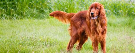 Irish Setter Temperament Puppies Facts Pictures Price