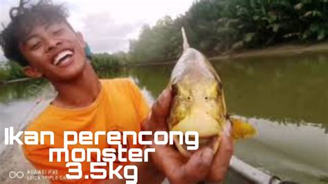 Menjaring Terusan Dapat Ikan Monster Perencong Youtube