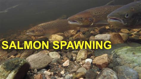 Atlantic Salmon Spawning Behaviour YouTube