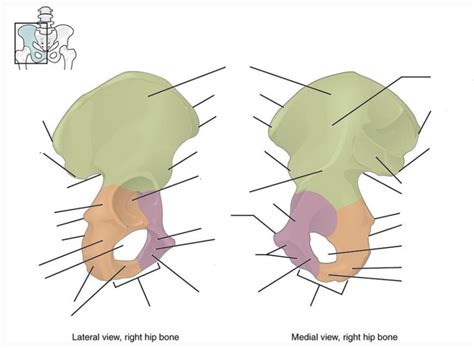 Os Coxae Hip Bone Diagram Diagram Quizlet