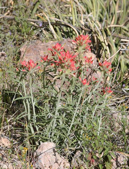 Sonoran Desert Plants Castilleja Lanata Desert Paintbrushindian