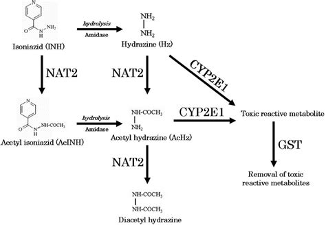 Frontiers Redox Imbalance And Oxidative Dna Damage During Isoniazid Treatment Of Hiv