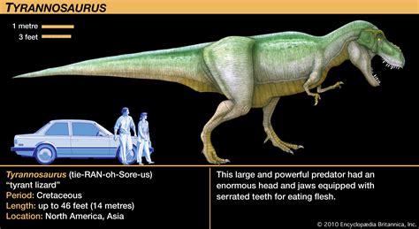 Image - T-rex fact card.jpg | Dinopedia | FANDOM powered by Wikia