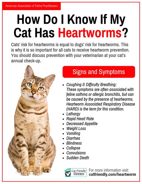 What is Heartworm and Can My Cat Get One? - Cat Friendly Homes