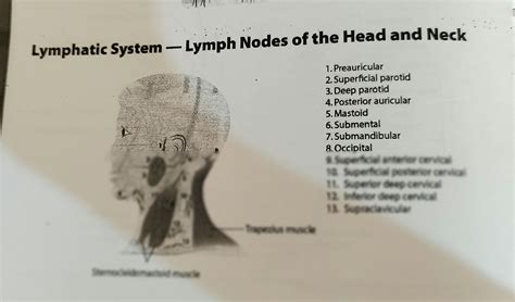 Solution Lymph Nodes Of Head And Neck Studypool