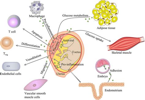 Extracellular Vesicles In Normal Pregnancy And Pregnancy‐related Diseases Zhang 2020