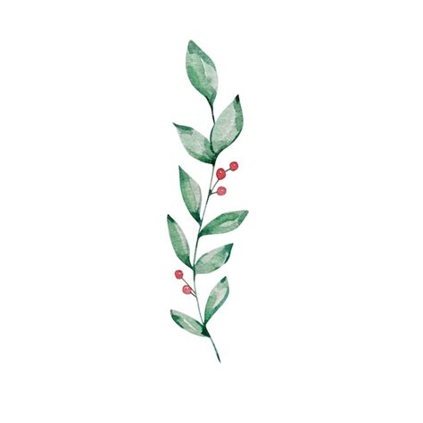 Premium Vector Watercolor Illustration Winter Greenery Branch With