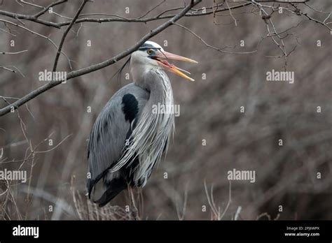 Great Blue Heron With Mouth Open And Tongue Visible Stock Photo Alamy