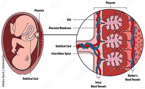 Fototapeta Human Fetus Placenta Anatomy Infographic Diagram Parts