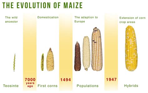 Evolution Of Corn