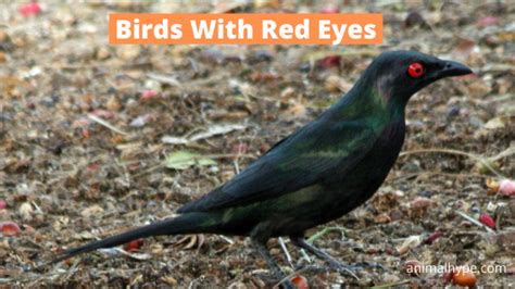 21 Popular Birds With Red Eyes (With Photos) - Animal Hype