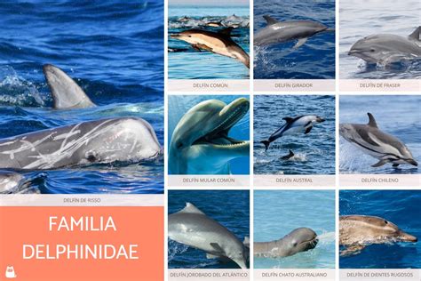 Tipos De Delfines Nombres Y Fotos