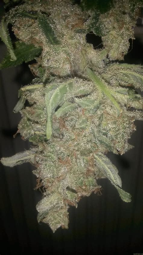 Strain Gallery Super Skunk Automatic White Label PIC