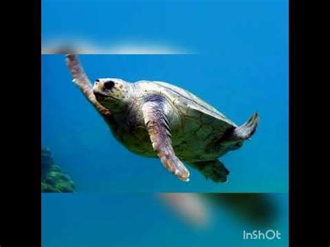 Sulle Tracce Delle Tartarughe Caretta Caretta Youtube