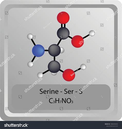 Serine Ser S Amino Acid Chemical Stock Vector Royalty Free 1880445034 Shutterstock