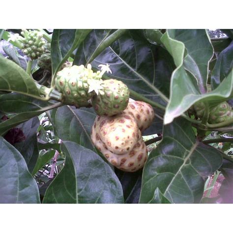 Jual TERBARU Herbal Hipertensi BUAH MENGKUDU SEGAR 1 Kg Morinda