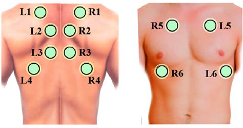 The Auscultation Of The Anterior And Posterior Thorax Is Off