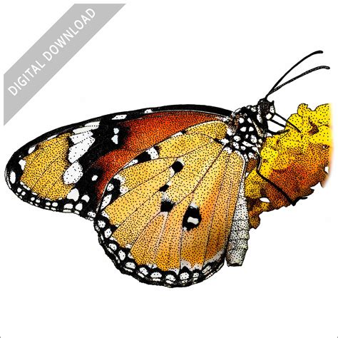 African Monarch Butterfly Signed Fine Art Print