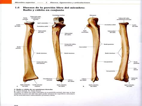 Esqueleto Axial Y Apendicular Ppt