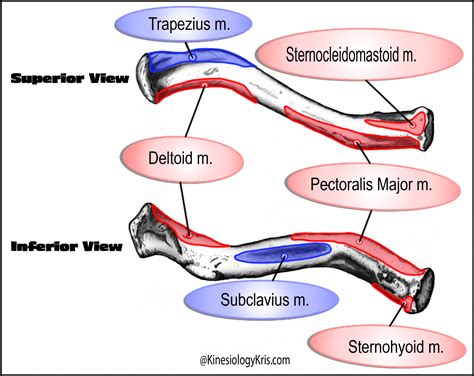 The Clavicle Bone