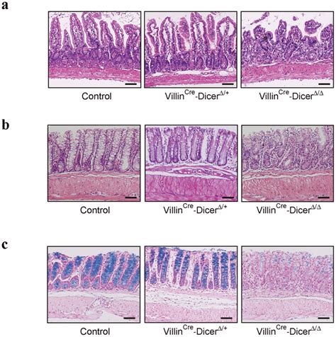 Phenotypic Changes In The Intestine Of Untreated Villin Cre Dicer D D