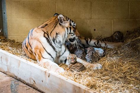 Longleat Quartet Of Endangered Amur Tiger Cubs Born Somerset Live