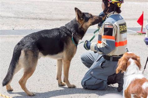 Un Perro Salva A Una Anciana De Morir Bajo Los Escombros En El