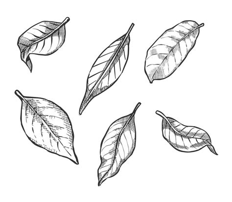 Premium Vector | Black and white hand drawn leaves vector illustration