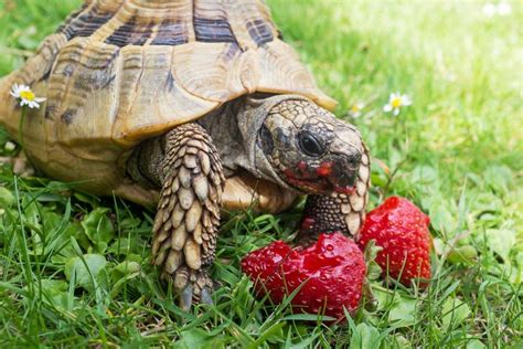 Comment Prendre Soin De Ma Tortue Dhermann