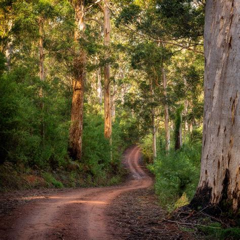 Pem A Warren National Park Pemberton Phil Hollett Gallery