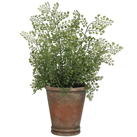 fern house plant 7