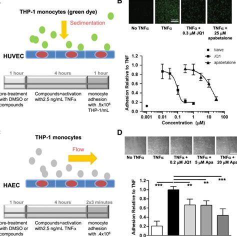 Apabetalone Prevents Monocyte Adhesion To Endothelial Cells A Static