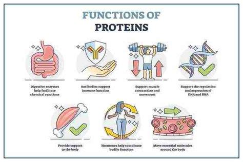 lend hand in old proteins function in the body toilet Il small