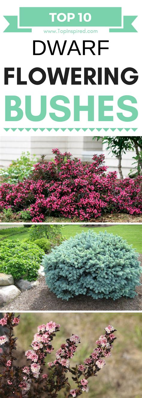 Dwarf bushes are ideal for decorating a garden bed, a patio or literally any corner of the ...